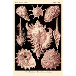 Haeckel Nature Illustrations: Gastropods - Rose Tint