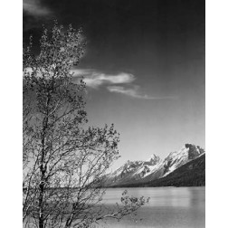 View of mountains with tree in foreground, Grand Teton National Park, Wyoming, 1941