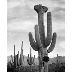 Full view of cactus with others surrounding, Saguaros, Saguaro National Monument, Arizona, ca. 1941-