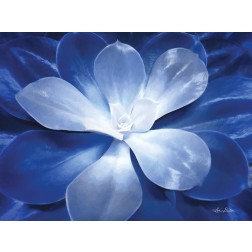 Blue Succulent II