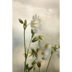 White Wildflowers II