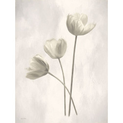 Bleached Tulips I