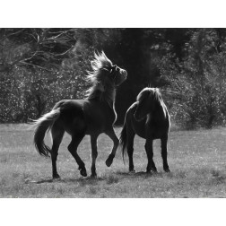 Black & White Assateague Horses