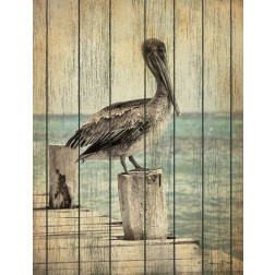 Vintage Pelican I 