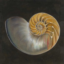 Seashell III