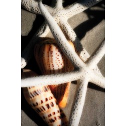 Shells by the Sea II