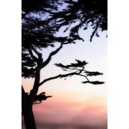 Cypress Silhouette IV