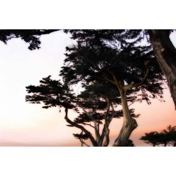 Cypress Silhouette III