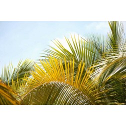 Palms at Noon