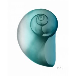 Water Snail 2