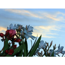 Sunrise Light on Oleander Flowers