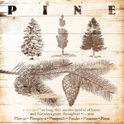 All About Pine