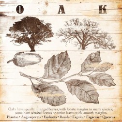 All About Oak