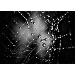 Spiderweb 2