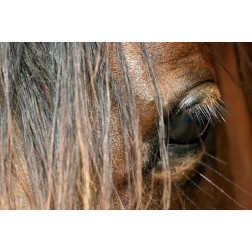 Beautiful close-up of a Horse