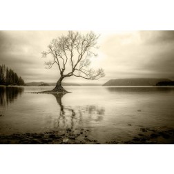 Lone Tree in a Lake