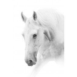 White Horse on White