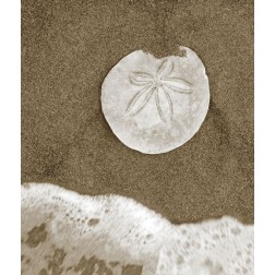 Sand Dollar and Surf
