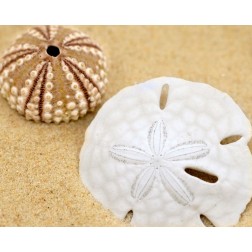 Sand Dollar and Sea Urchin