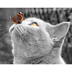 Butterfly on Nose