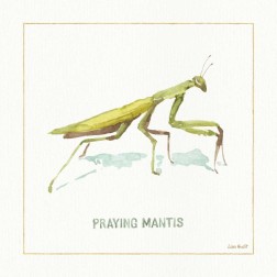 My Greenhouse Pray Mantis