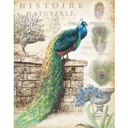 Vintage Peacocks I