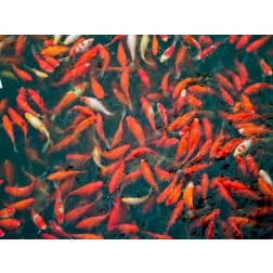 Goldfish gathering at surface, close-up