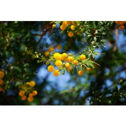 Yellow Mimosa I