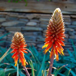Aloe Blooms I