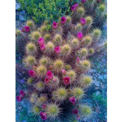 Cactus Blooms I