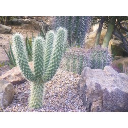 Cactus Arrangement I
