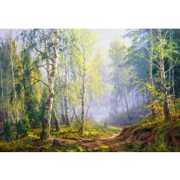 Morning at the birch forest