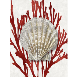 Shell Coral Red IV