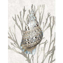 Shell Coral Silver I