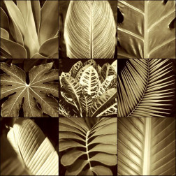 Tropical Leaves II