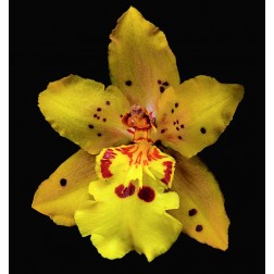 Orchid Odontocidium - Mayfair
