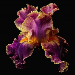 Tall Bearded Iris ~ Entangled