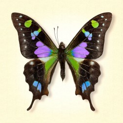 Purple Spotted Swallowtail