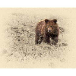 Grizzly Cub 1