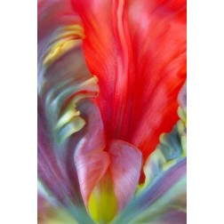 Parrot Tulip I