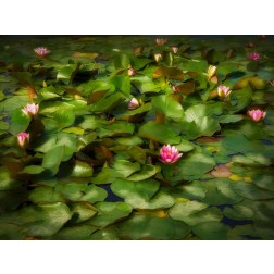 Lily Pads I