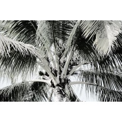 Neutral Palm I