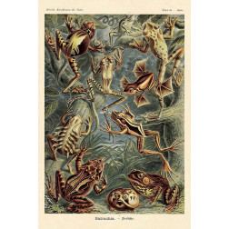 Haeckel Nature Illustrations: Frogs