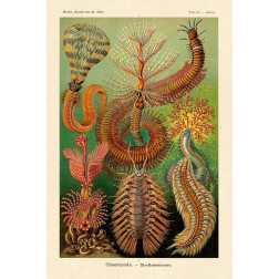Haeckel Nature Illustrations: Worms