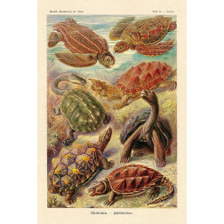 Haeckel Nature Illustrations: Turtles