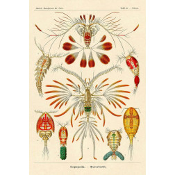 Haeckel Nature Illustrations: Crustaceans