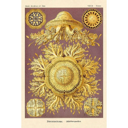 Haeckel Nature Illustrations: Jelly Fish