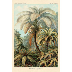 Haeckel Nature Illustrations: Ferns
