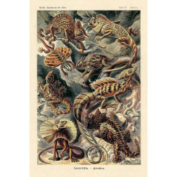 Haeckel Nature Illustrations: Lizards