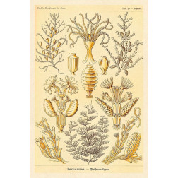 Haeckel Nature Illustrations: Sertulariae